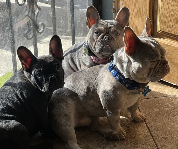 Medium Photo #4  Breeder Profile in BRIGHTON, CO, USA