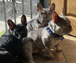 Small #3 Breeder Profile image