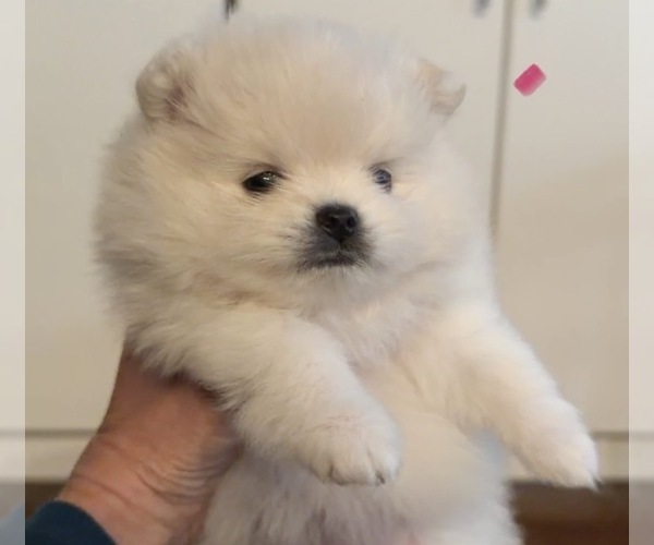 Medium Photo #20  Breeder Profile in KENNESAW, GA, USA