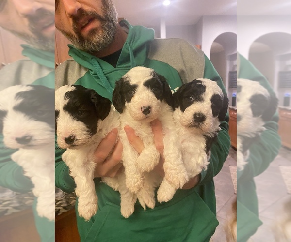 Medium Photo #1  Breeder Profile in CHAPIN, SC, USA