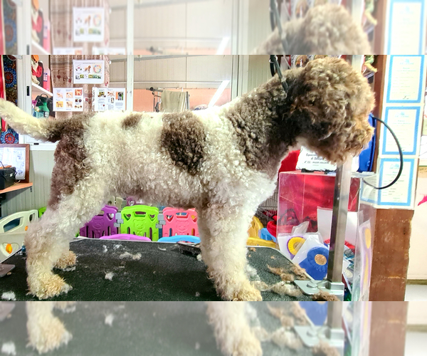 Medium Photo #7  Breeder Profile in LYNDEN, WA, USA