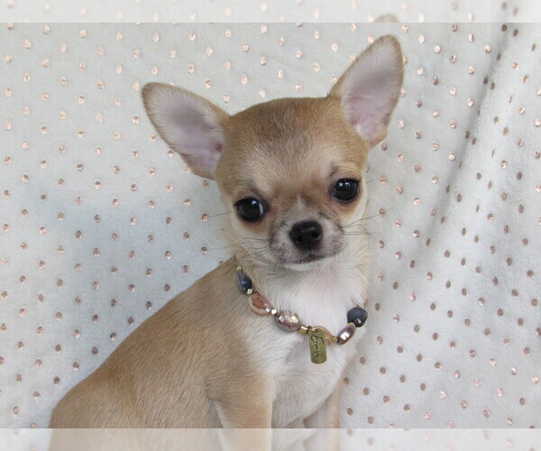 Medium Photo #1  Breeder Profile in JASPER, MO, USA