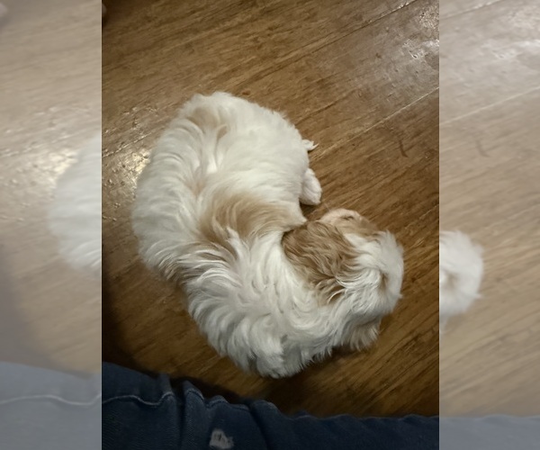 Medium Photo #15  Breeder Profile in MUNFORDVILLE, KY, USA