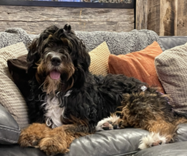 Medium Photo #1  Breeder Profile in THORNTON, CO, USA