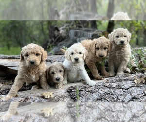 Main photo of Bernedoodle-Golden Mountain Dog Mix Dog Breeder near FORESTHILL, CA, USA
