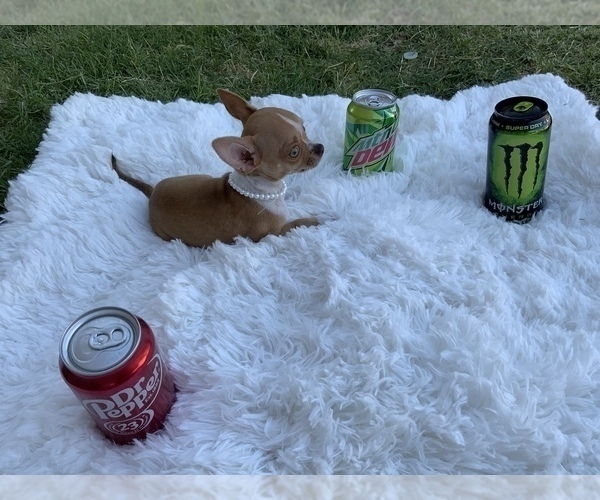 Medium Photo #1  Breeder Profile in TAFT, CA, USA