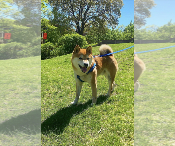 Medium Photo #1  Breeder Profile in NEW YORK, NY, USA