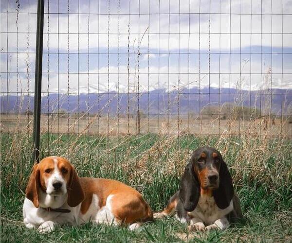 Medium Photo #1  Breeder Profile in MARTINSVILLE, VA, USA