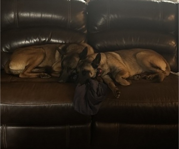 Medium Photo #4  Breeder Profile in ATHENS, AL, USA