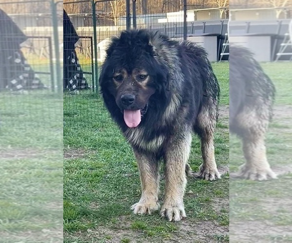 Medium Photo #113  Breeder Profile in TWINING, MI, USA