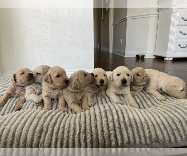 Medium Photo #1  Breeder Profile in ROANOKE, TX, USA