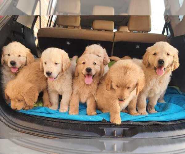 Medium Photo #1  Breeder Profile in DIAMOND, CA, USA