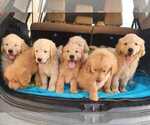 Small Photo #1  Breeder Profile in DIAMOND, CA, USA
