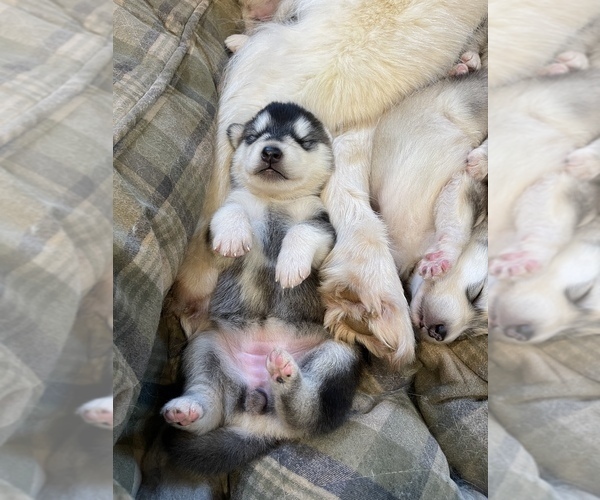 Medium Photo #23  Breeder Profile in FREDERICK, MD, USA