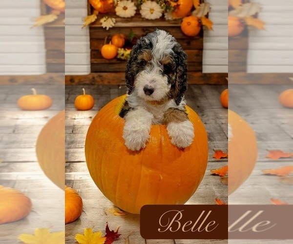 Medium Photo #6  Breeder Profile in MENIFEE, CA, USA