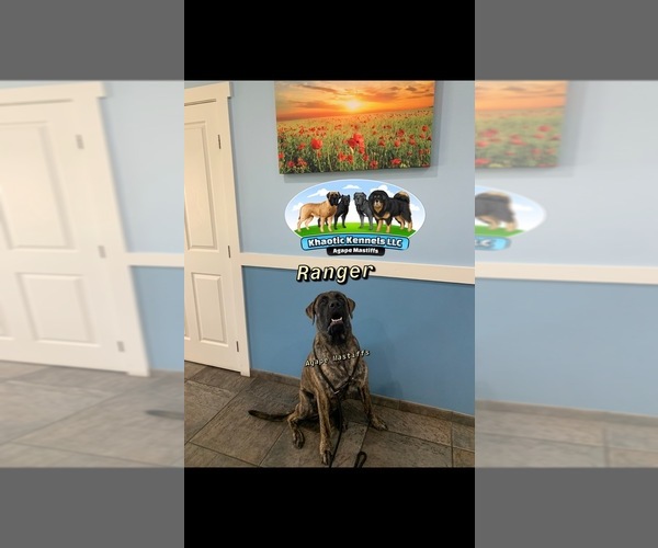 Medium Photo #49  Breeder Profile in MORRISTON, FL, USA