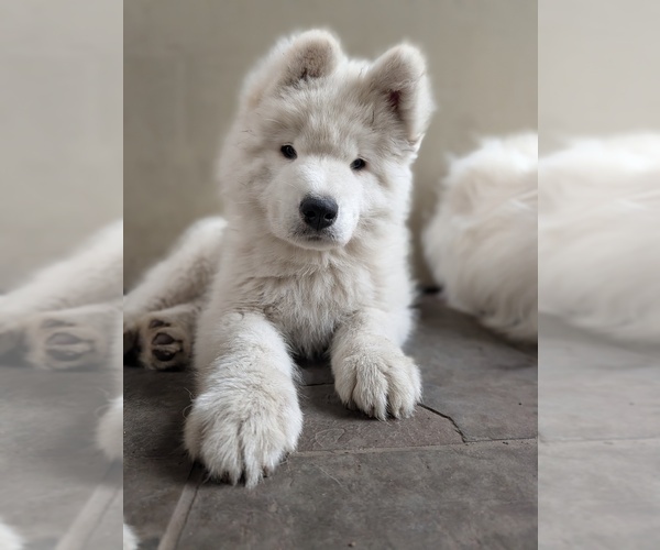 Medium Photo #2  Breeder Profile in PALO ALTO, CA, USA