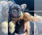 Small breeder photo