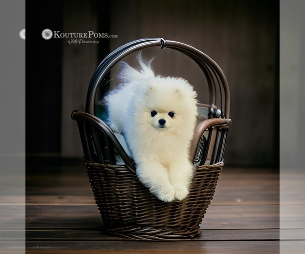 Medium Photo #39  Breeder Profile in CHARLOTTE, NC, USA