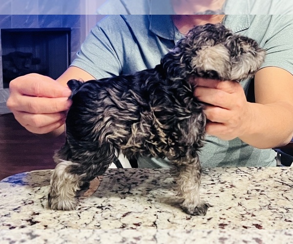 Medium Photo #1  Breeder Profile in BARTLETT, TN, USA