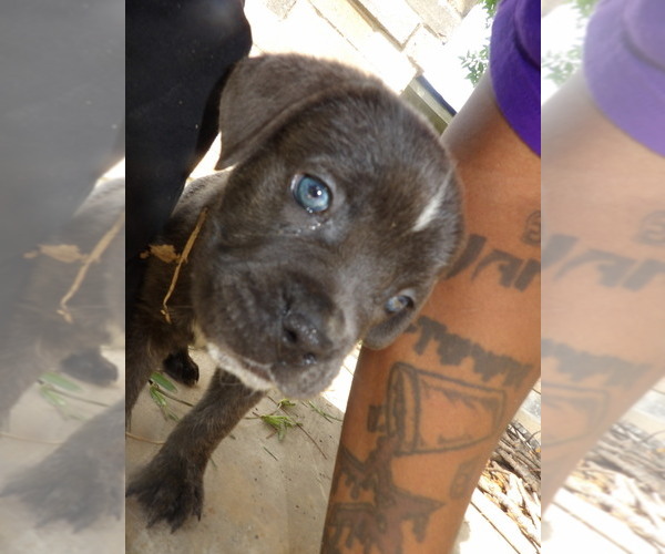 Medium Photo #1  Breeder Profile in MISSOURI CITY, TX, USA