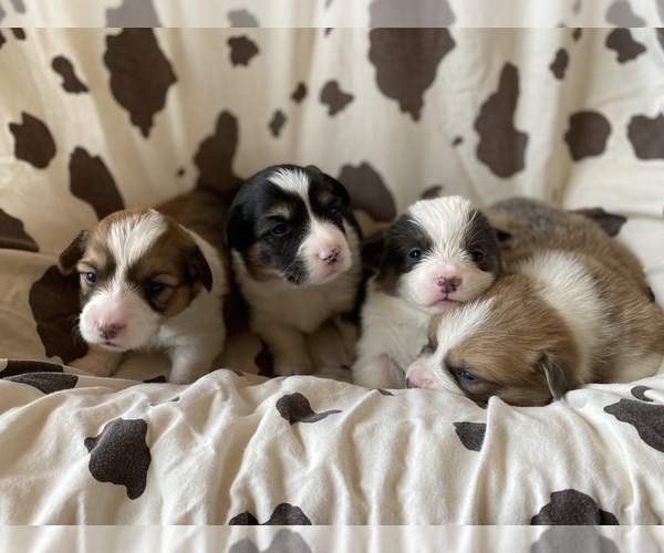 Medium Photo #7  Breeder Profile in WOODLAND, WA, USA