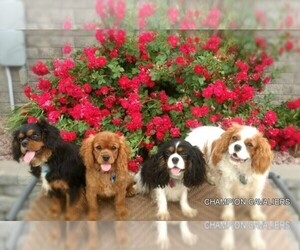 Cavalier King Charles Spaniel Dog Breeder near WINDSOR LOCKS, CT, USA