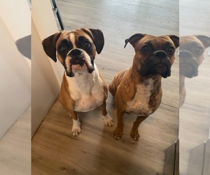 Boxer Dog Breeder near KISSIMMEE, FL, USA