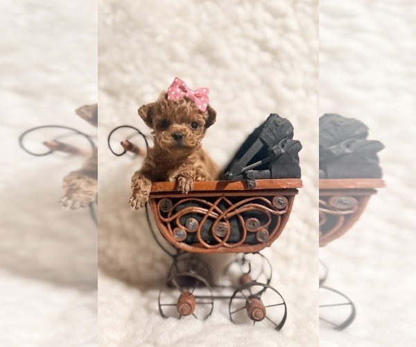 Medium Photo #7  Breeder Profile in REDLANDS, CA, USA