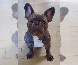 Main photo of French Bulldog Dog Breeder near SACRAMENTO, CA, USA