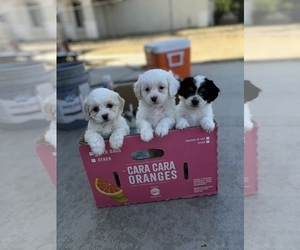 Lhatese Dog Breeder near HIGHLAND, CA, USA