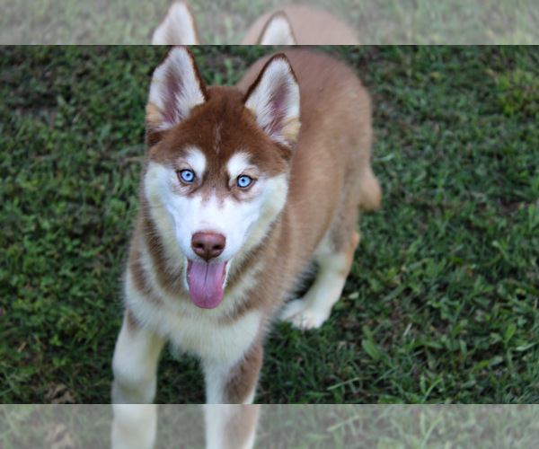 Medium Photo #1  Breeder Profile in CONCORD, NC, USA