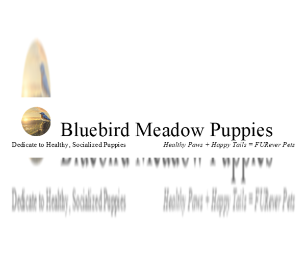 Medium Photo #2  Breeder Profile in MIDDLEBURY, IN, USA