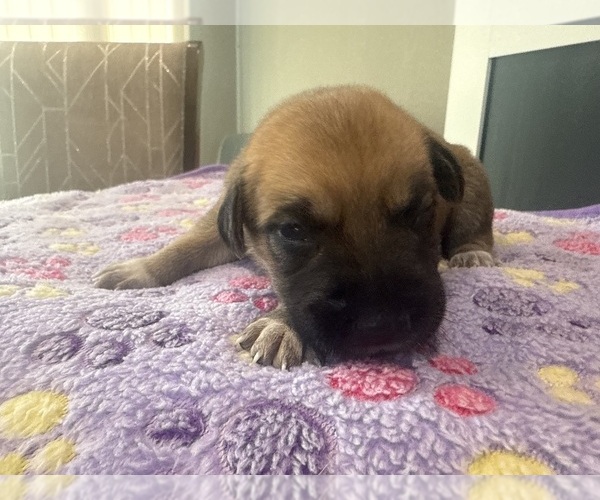 Medium Photo #23  Breeder Profile in LULING, TX, USA
