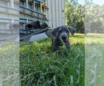 Small Photo #11  Breeder Profile in WALNUT GROVE, MO, USA