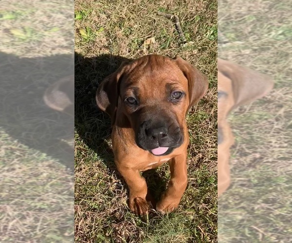 Medium Photo #1  Breeder Profile in TAYLORSVILLE, GA, USA