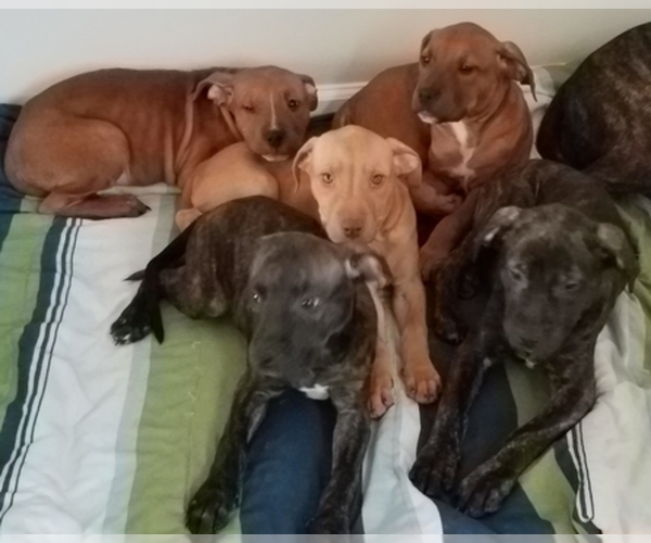 Medium Photo #1  Breeder Profile in GREENSBORO, NC, USA
