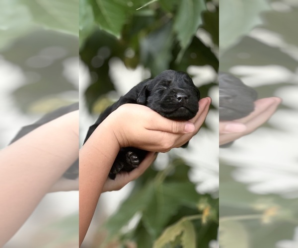 Medium Photo #3  Breeder Profile in TEMECULA, CA, USA