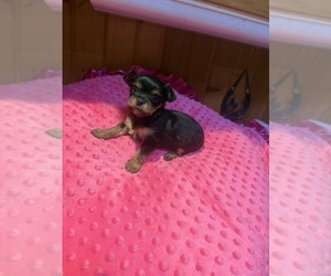 Medium Breeder Profile Photo