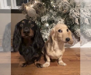 Dachshund Dog Breeder near CHATTANOOGA, TN, USA