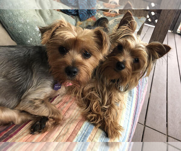 Medium Photo #1  Breeder Profile in BAYWOOD PARK, CA, USA