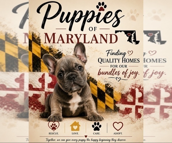 Medium Photo #2  Breeder Profile in GLEN BURNIE, MD, USA