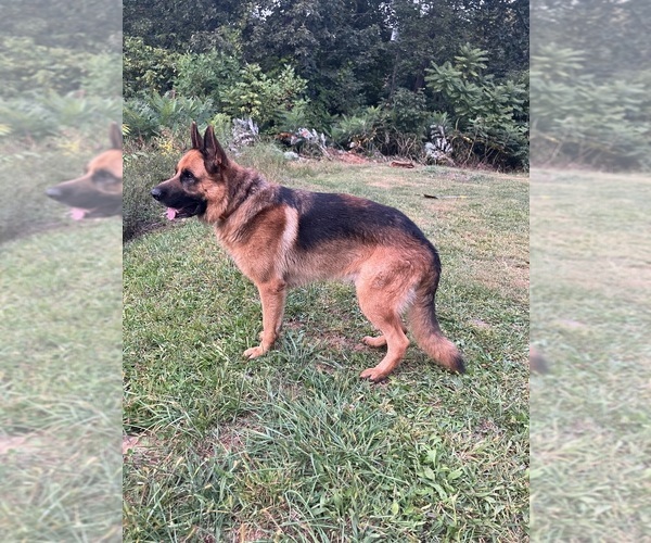 Medium Photo #7  Breeder Profile in LINDEN, VA, USA