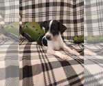 Small breeder photo