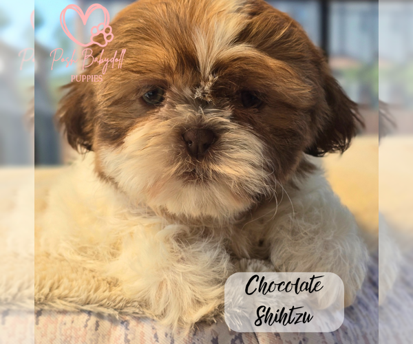 Medium Photo #12  Breeder Profile in ELMHURST, IL, USA