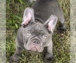 Small Photo #7  Breeder Profile in PIERCE CITY, MO, USA