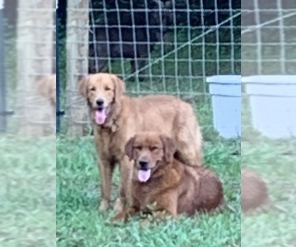 Medium Photo #1  Breeder Profile in CARNESVILLE, GA, USA