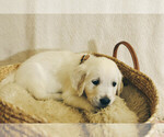 Small #2 Breeder Profile image