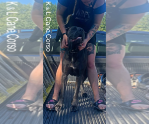 Cane Corso Dog Breeder near PANA, IL, USA