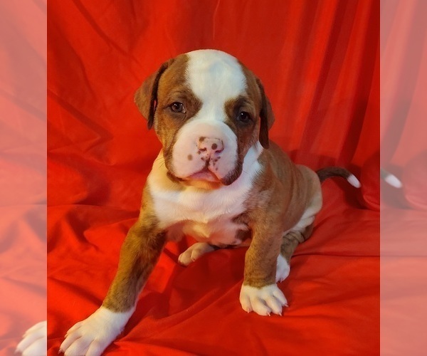 Medium Photo #1  Breeder Profile in MADISON, WI, USA